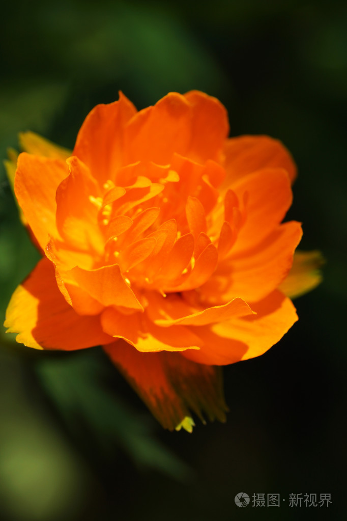 在花园里的橙黄色的花