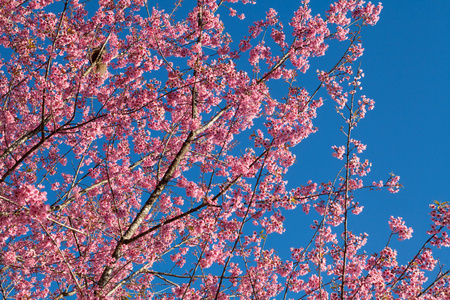 树枝上有粉红色的樱花花。自然背景