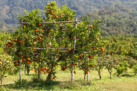 桔子树人工林图片