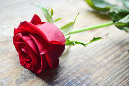 美丽的花   一大朵的红玫瑰，用其花瓣特写的爱的象征