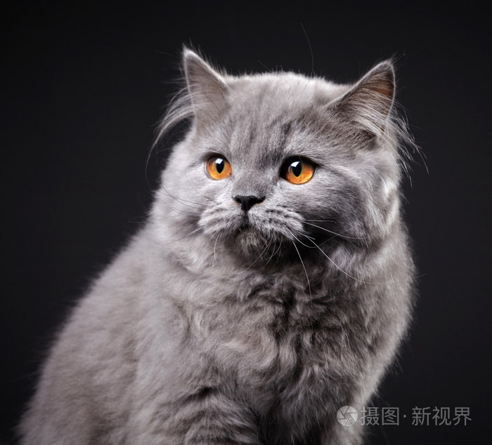 灰色英国短毛猫