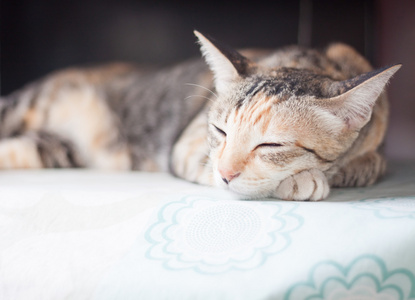 睡在桌子上的暹罗猫图片