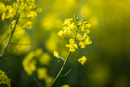 油菜油菜说唱