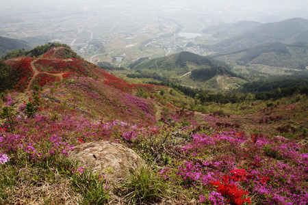 杜鹃山