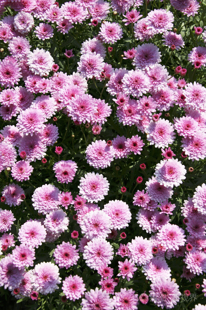 美丽的花丛照片-正版商用图片1g0m12-摄图新视界