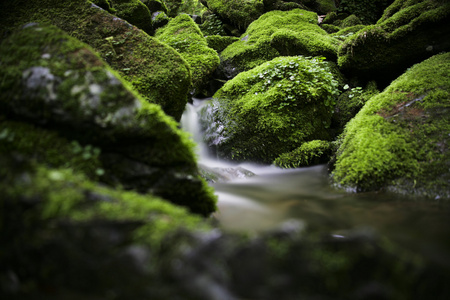 jangjeon 谷