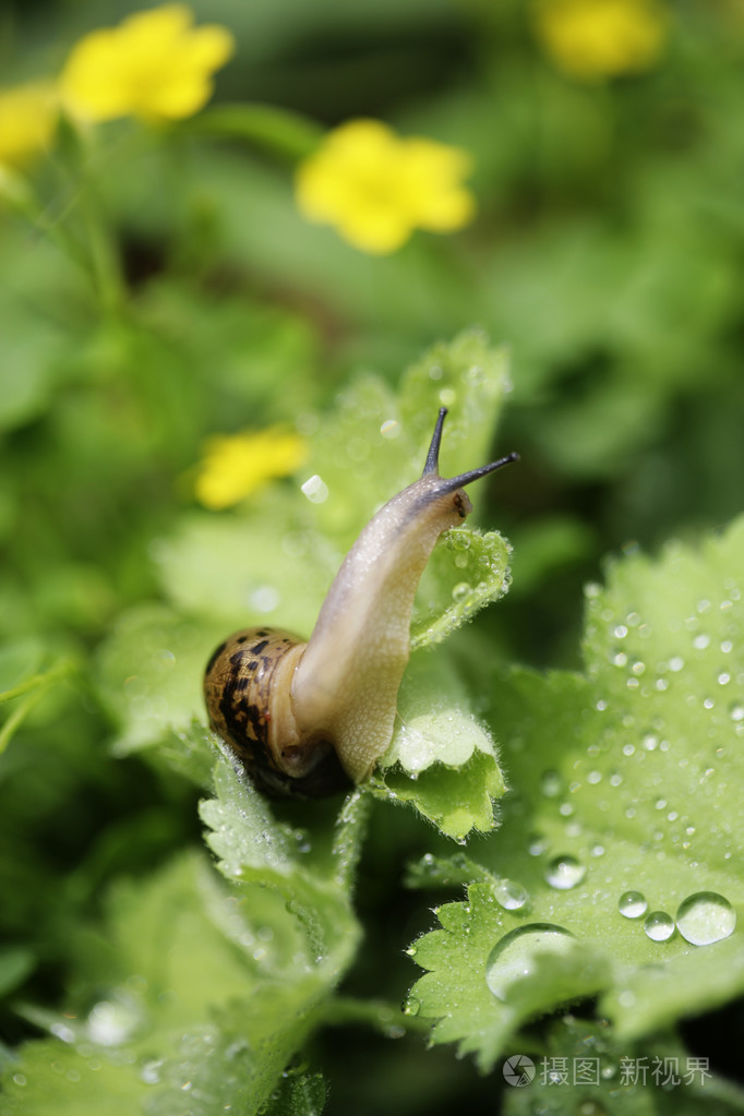 花园里的蜗牛爬行在植物上的特写
