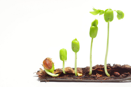 种子萌发专题图片