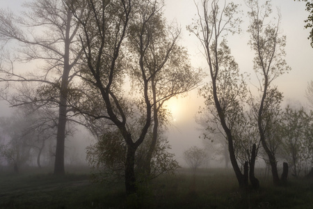 与树的剪影在日出时的雾雾景观