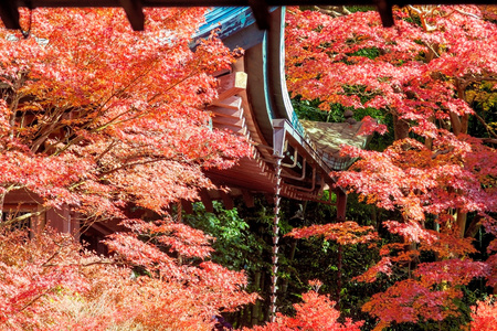 金秋时节的京都，日本