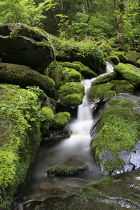 jangjeon 谷