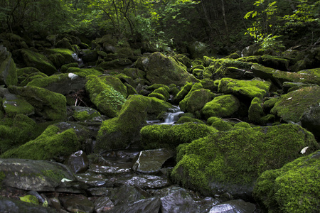 jangjeon 谷