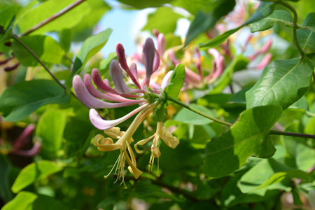 金银花忍冬花