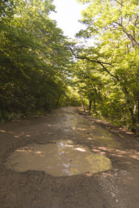 在森林里的路