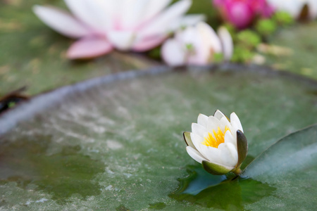 粉红水百合花