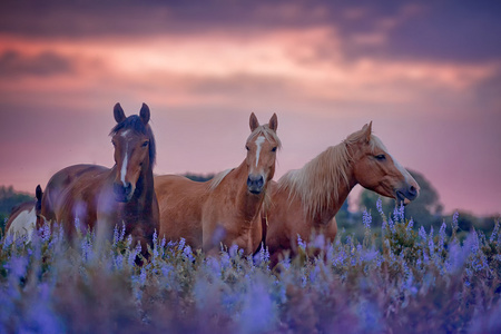  在日出时的 flowersfield orses