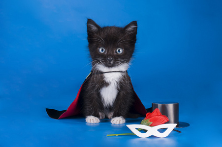 猫在黑色的斗篷魔术师西装的小猫照片