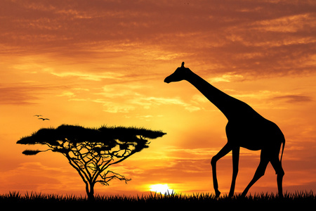 在日落的长颈鹿