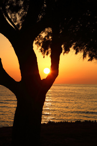 日落是在沙滩上黑暗的树的剪影
