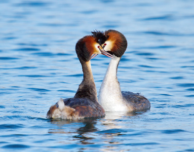 鷉 podiceps cristatus 鸭求爱