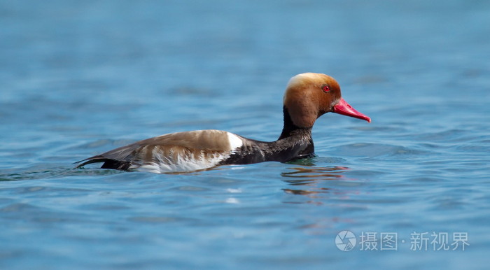 红冠波查德nettarufina