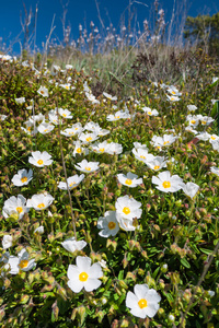 Cistus monspeliensis 花