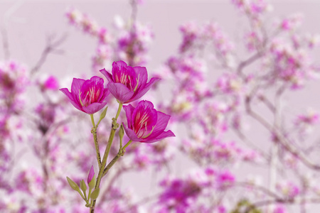 孤立的白色衬底上的粉色和紫色兰花花