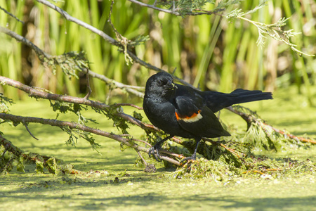 红翅黑鹂在沼泽中