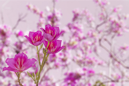 孤立的白色衬底上的粉色和紫色兰花花