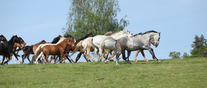 很多 barch 的马在牧场上运行