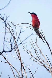 南部的胭脂红食蜂鸟图片