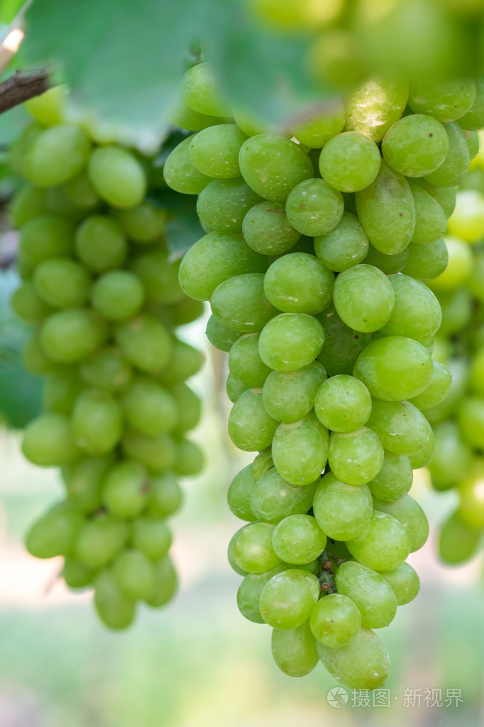 绿葡萄