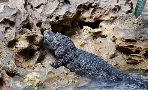 小鳄鱼躺在岩岸，特写