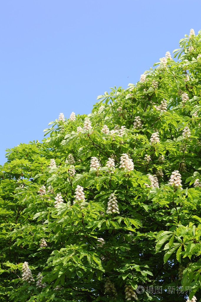 板栗树