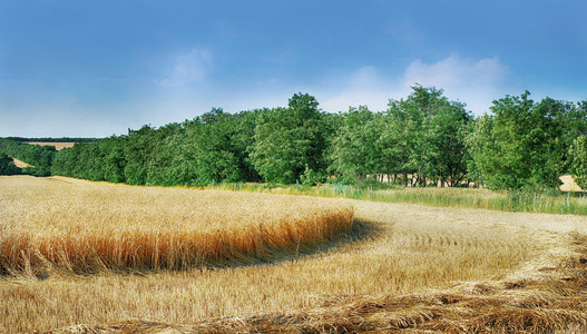 粮食领域全景