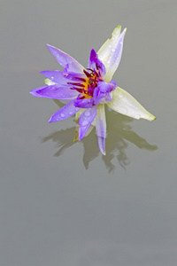 紫莲花盛开或水中百合鲜花