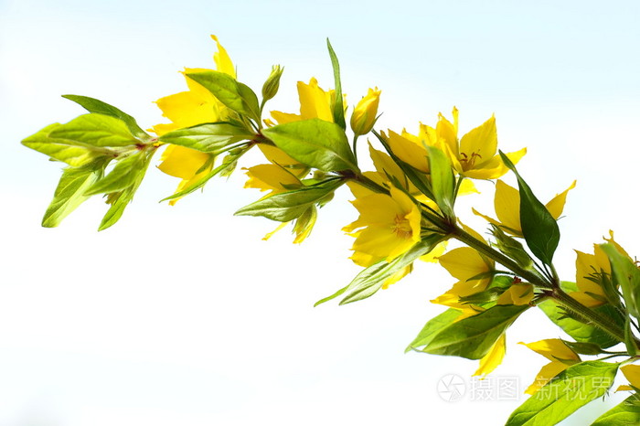 枝黄色野花孤立