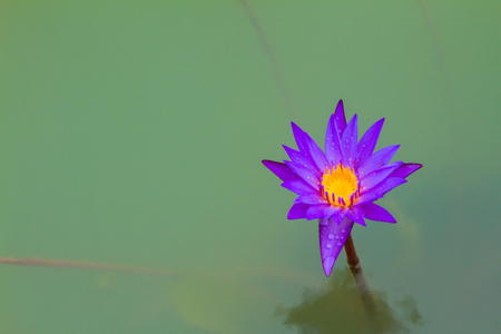 紫莲花盛开或水中百合鲜花