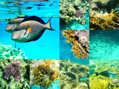 珊瑚和鱼类在红海，埃及，非洲