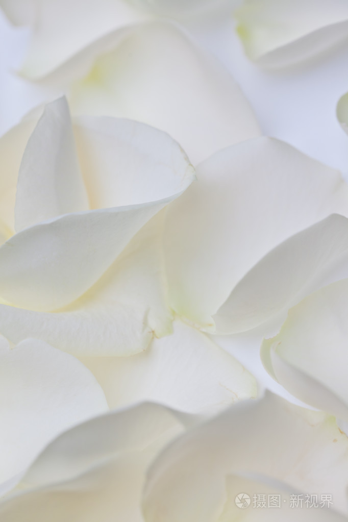 白色的玫瑰花瓣