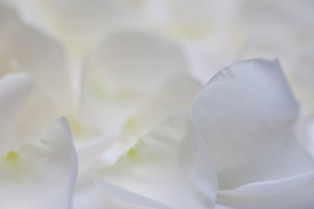 白色的玫瑰花瓣