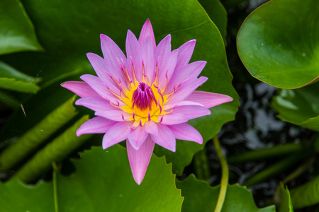 水百合 莲花在自然