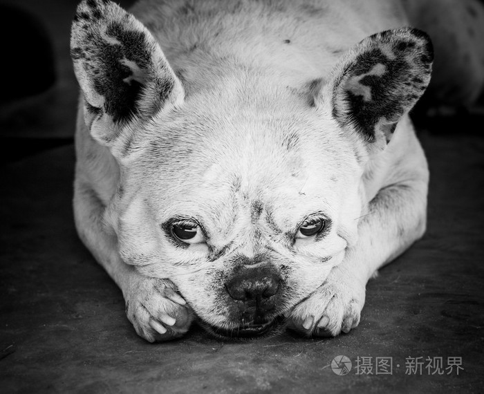 牛头犬与悲伤的眼神看着相机