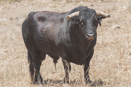 公牛系列 02照片