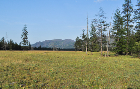 绿色草甸在河三达山山谷