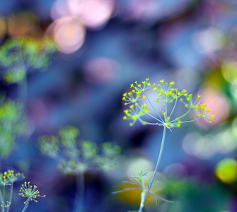 绿色，莳萝植物