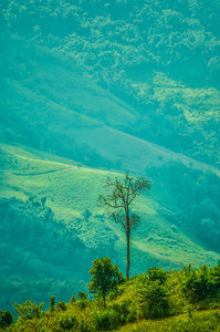 doi Pha 董山，清莱泰国