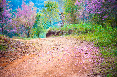 粉红的樱花在 pangkhon 清莱泰国的道路上