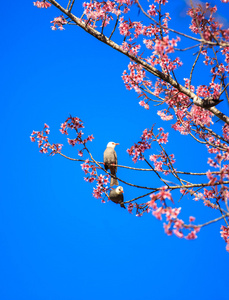 在樱花树枝的白头鹎鸟