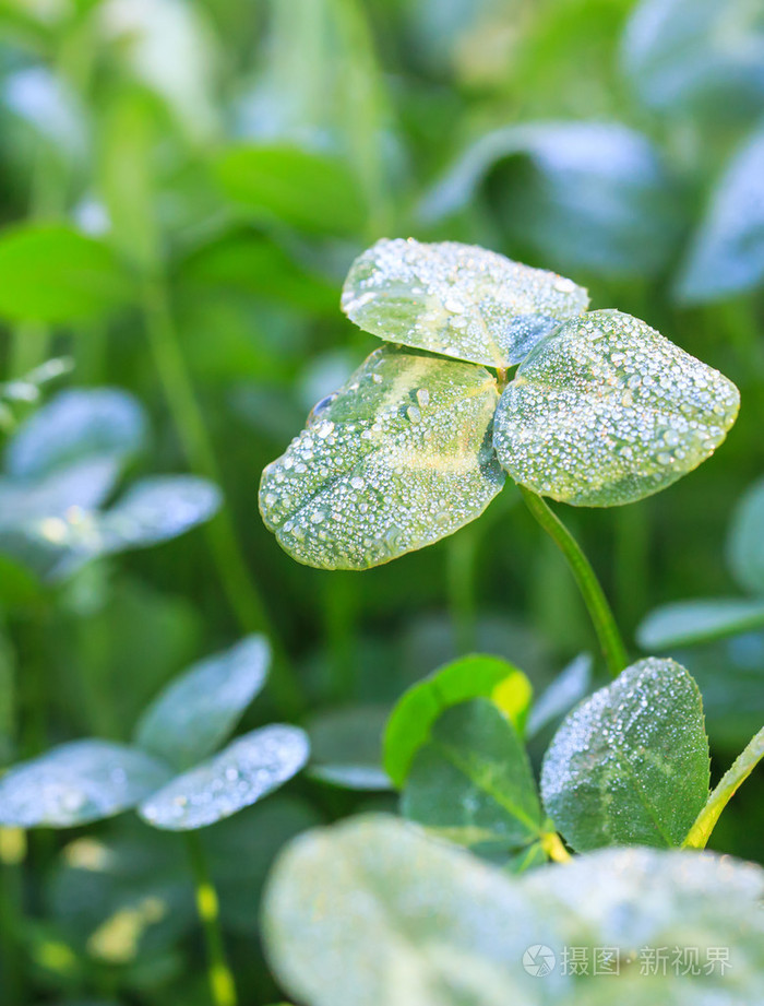 冬天关闭了一片冰叶